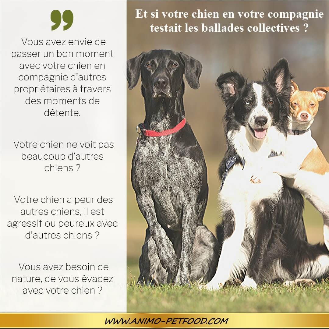 balades collectives pour votre chien